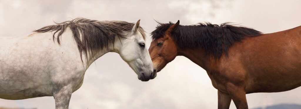 Are Mares or Geldings More Expensive? Here’s What the Market Says in 2025