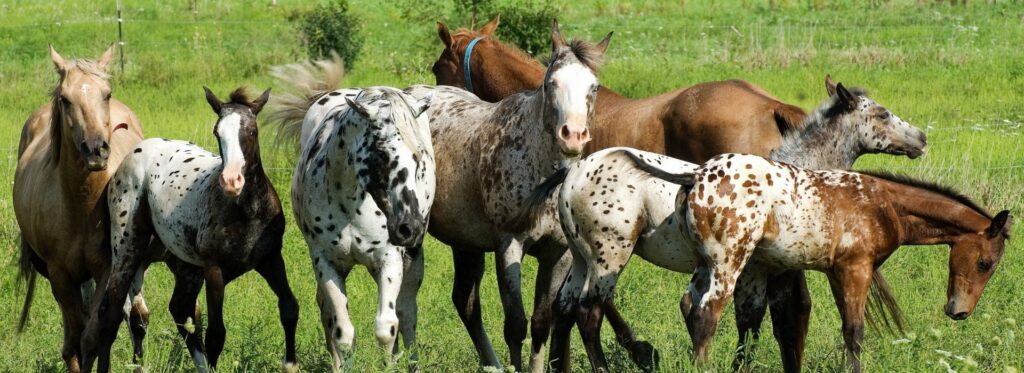 Average Horse Prices by Breed in 2025: What Buyers and Sellers Should Know