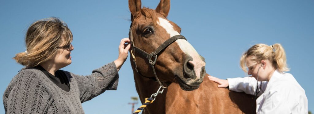 Avoid These 5 Horse Pricing Mistakes That Could Cost You Thousands