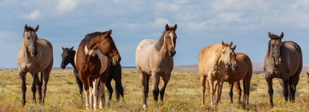 Buying a Horse on a Budget? What $5,000 (or Less) Gets You