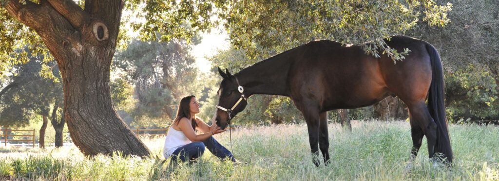 Don’t Get Fooled: Spotting a Fake Horse for Sale Listing Online