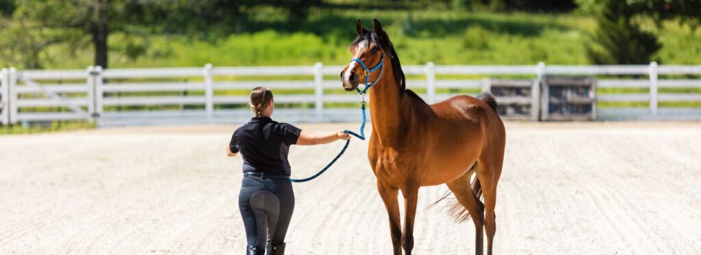How Much Should I Charge for a Horse with Basic Training? A Seller’s Guide