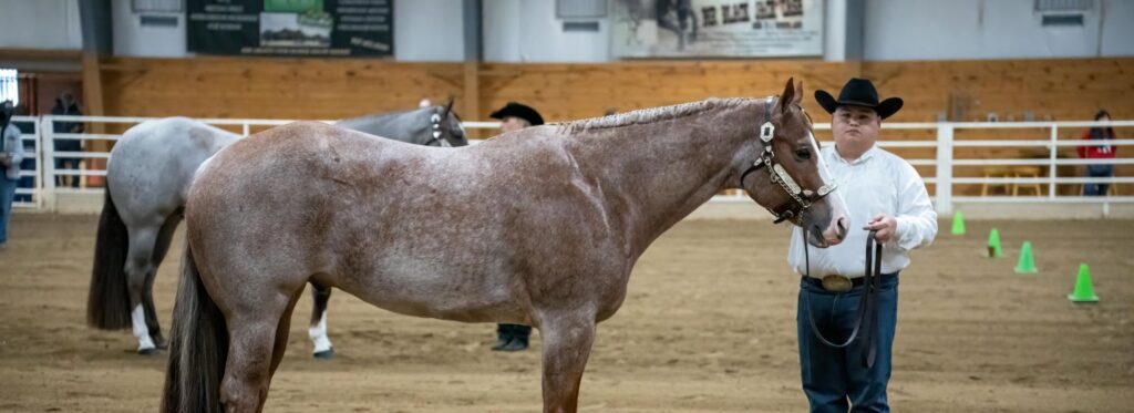 How to Spot a Horse for Sale Scam: 7 Red Flags Every Buyer Should Know