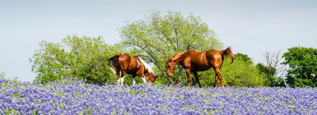 Selling a Horse? These Months Bring the Best Prices