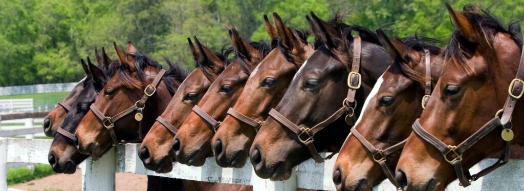 Where Are Horses Most Affordable? Regional Pricing Tips for Buyers