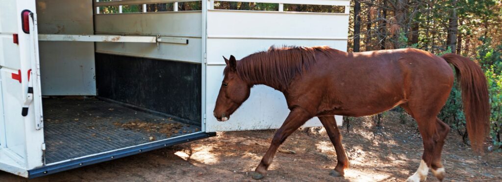 The Hidden Costs of Shipping a Horse: What Most Buyers Miss