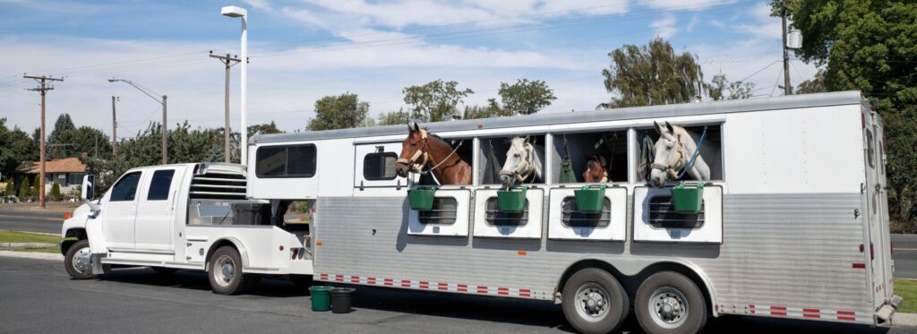 What It Costs to Transport a Horse in the U.S. - A Beginner’s Guide